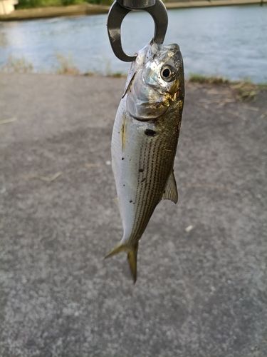 コノシロの釣果