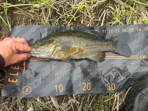 スモールマウスバスの釣果
