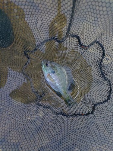 ブルーギルの釣果