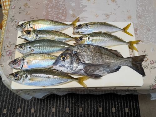 マアジの釣果