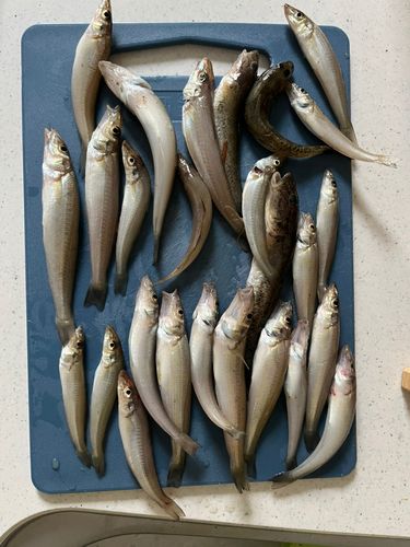 シロギスの釣果