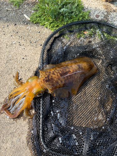 アオリイカの釣果