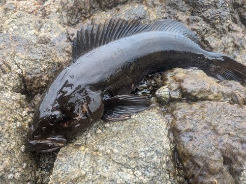 アイナメの釣果