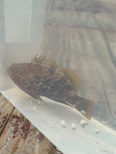 キジハタの釣果