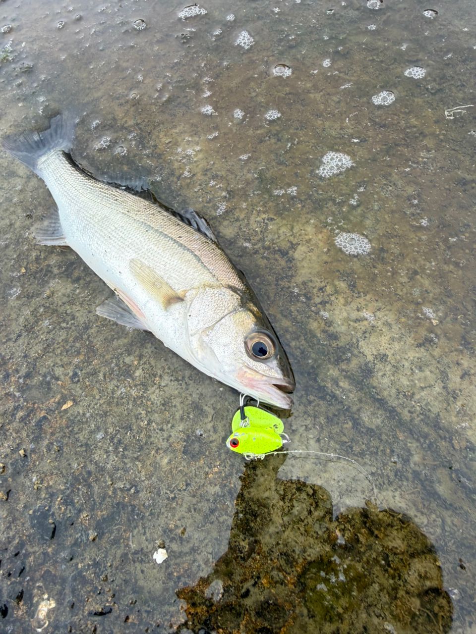 SHIMANO 20ワールドシャウラ ドリームツアーエディション 2833RS-5の最