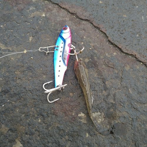 ハゼの釣果