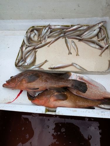 アコウの釣果