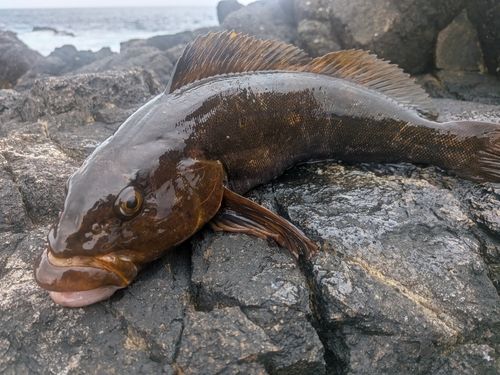 アイナメの釣果