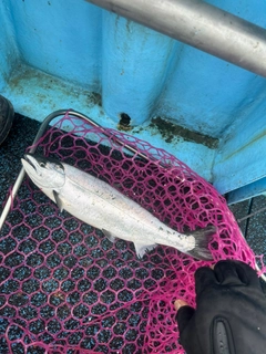 サクラマスの釣果