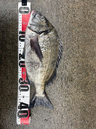 クロダイの釣果
