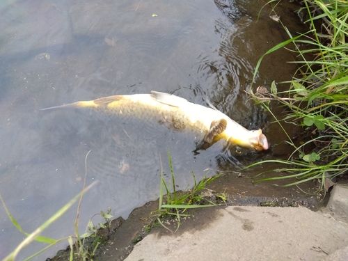 コイの釣果