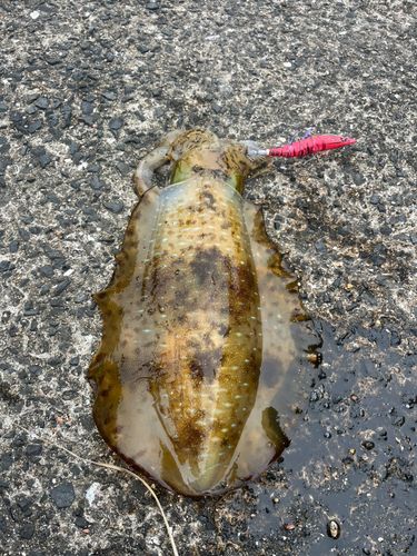 アオリイカの釣果
