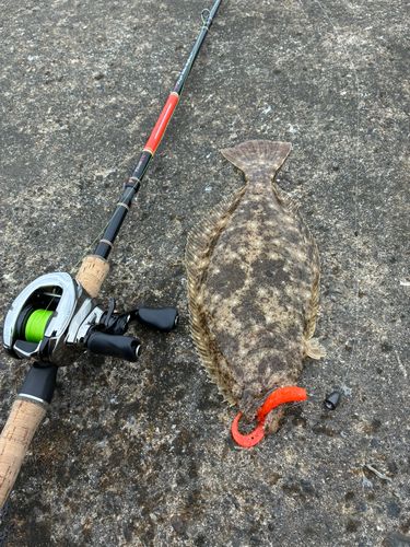 ヒラメの釣果