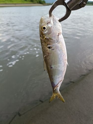 コノシロの釣果