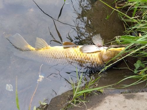 コイの釣果
