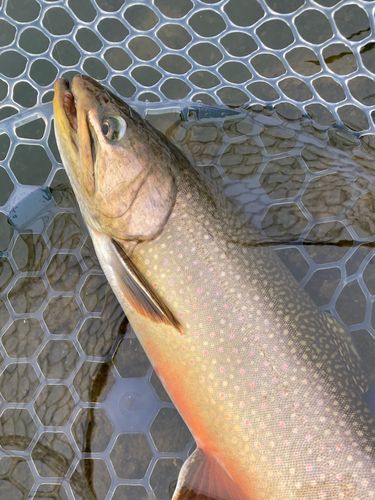 ブルックトラウトの釣果・釣り情報まとめ【2026年最新