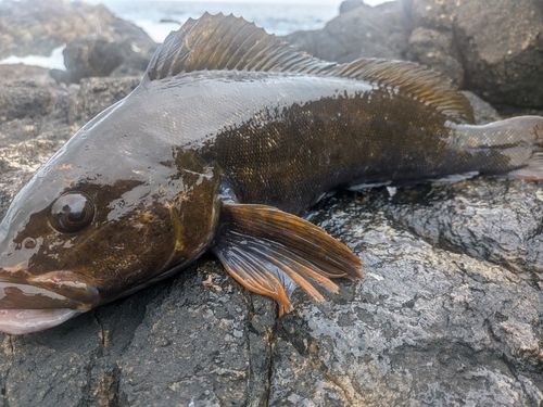 アイナメの釣果