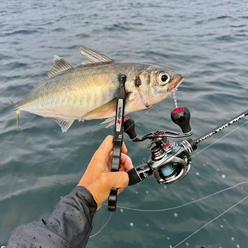 マアジの釣果