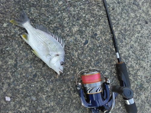 キビレの釣果
