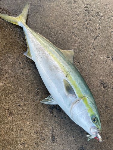 フクラギの釣果