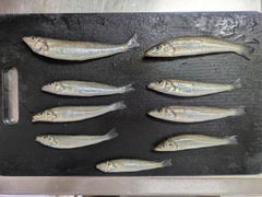 キスの釣果