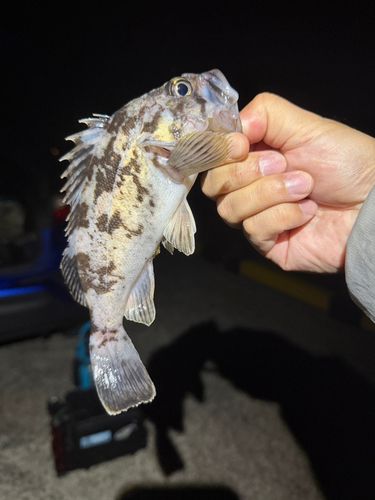 クロソイの釣果