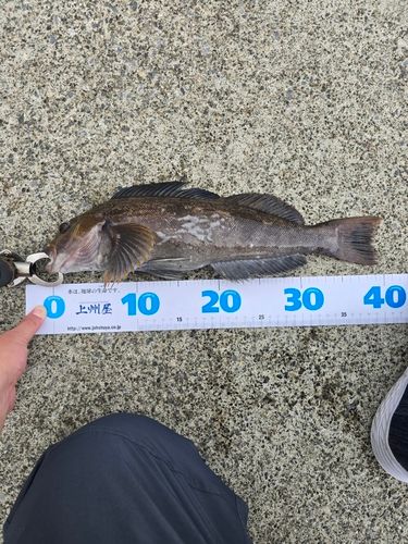 アイナメの釣果