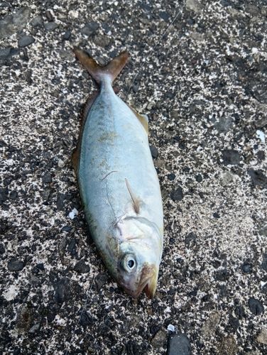 シオの釣果