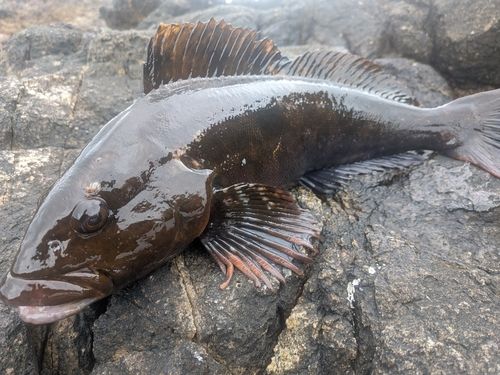 アイナメの釣果