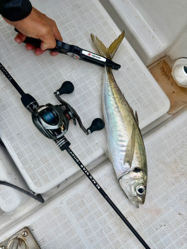 マアジの釣果