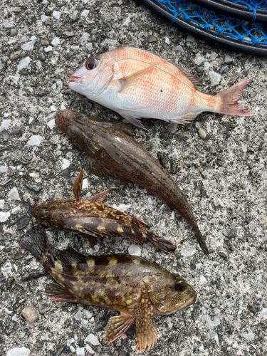チャリコの釣果