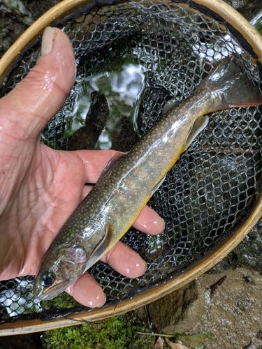 ヤマトイワナの釣果