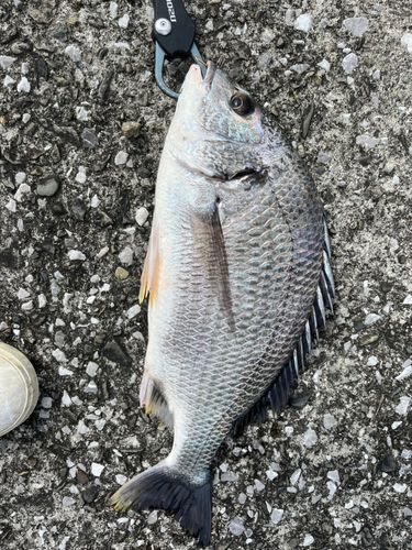 キビレの釣果