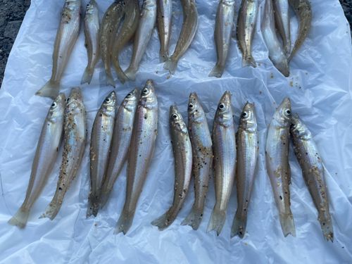 キスの釣果