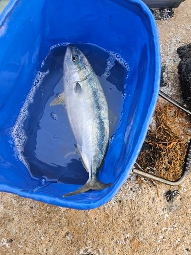 ツバスの釣果