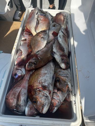 マダイの釣果