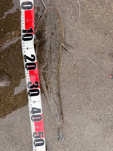 マゴチの釣果