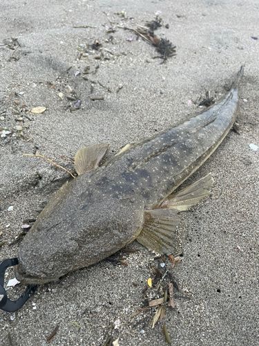 マゴチの釣果