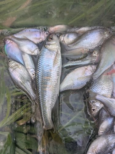 オイカワの釣果