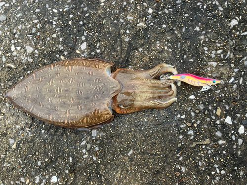 モンゴウイカの釣果