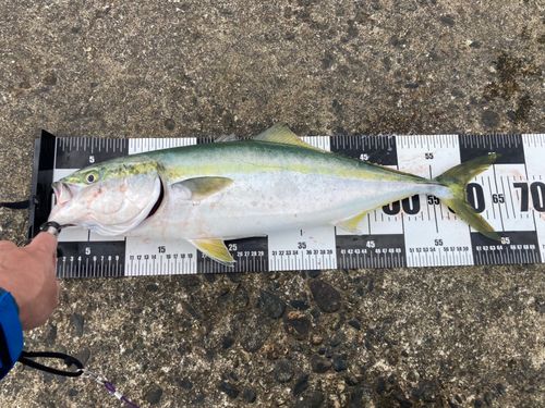 ワラサの釣果