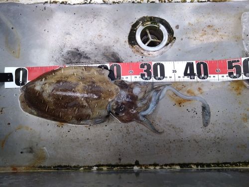 モンゴウイカの釣果