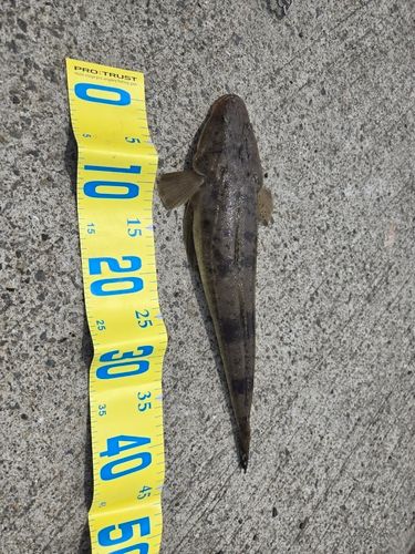 コチの釣果