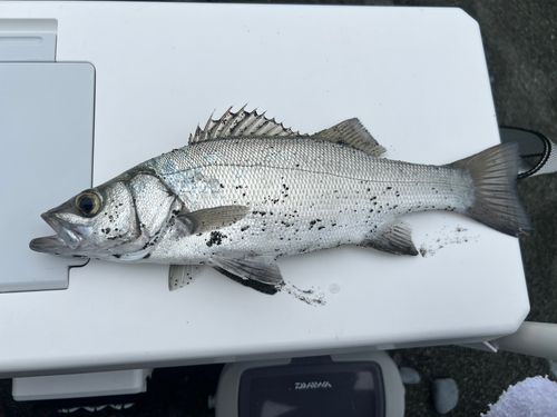 セイゴ（ヒラスズキ）の釣果