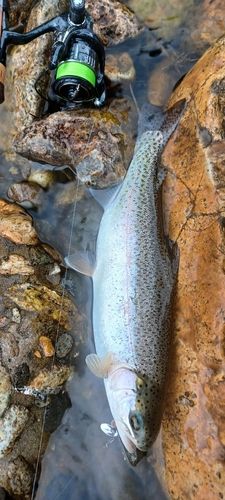 ニジマスの釣果