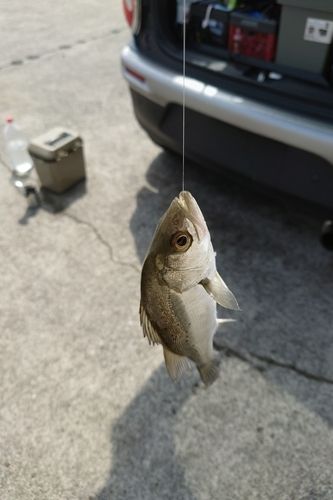 セイゴ（ヒラスズキ）の釣果