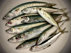 サバの釣果