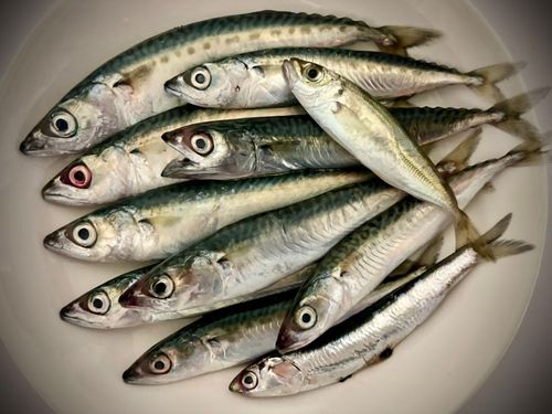 サバの釣果