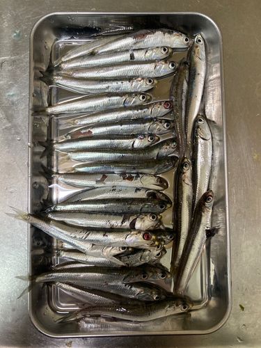 イワシの釣果