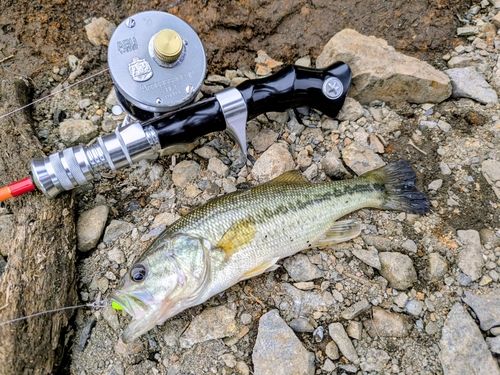 ラージマウスバスの釣果